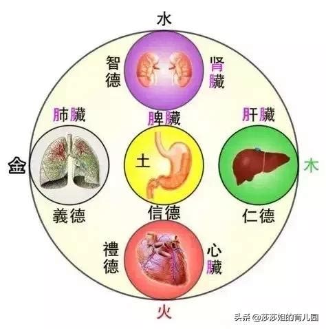 心屬|中醫基礎/臟與腑的關係